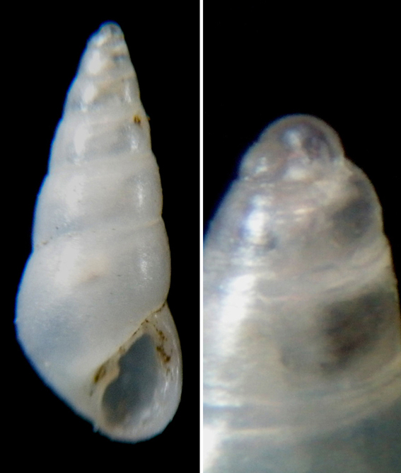 Odostomia unidentata